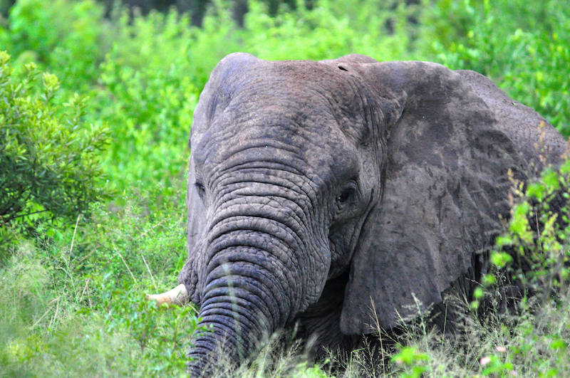 Melanie Heinrich - travel images - Lion Sands Private Game Reserve